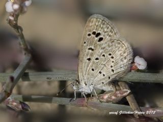 Karsandra (Zizeeria karsandra)