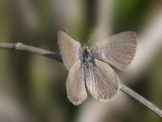 Karsandra (Zizeeria karsandra)