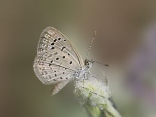 Karsandra (Zizeeria karsandra)