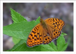 Byk nci (Fabriciana adippe)