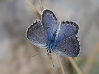 Himalaya Mavisi (Pseudophilotes vicrama)