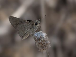 Cce Zpzp (Gegenes pumilio)