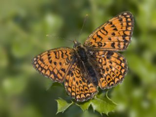 Trkistan parhan (Melitaea arduinna)