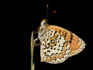 Trkistan parhan (Melitaea arduinna)