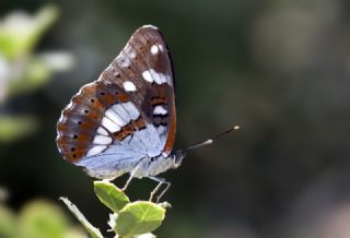 Akdeniz Hanmeli Kelebei (Limenitis reducta)