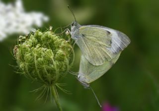Byk Beyazmelek  (Pieris brassicae)