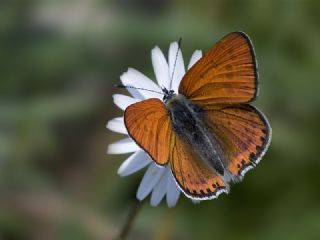 Kk Ate Gzeli (Lycaena thersamon)