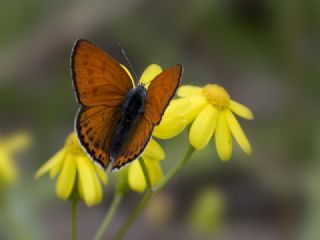 Kk Ate Gzeli (Lycaena thersamon)