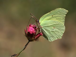 Orakkanat (Gonepteryx rhamni)