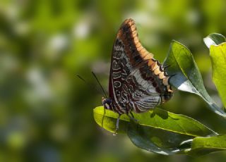 ift Kuyruklu Paa (Charaxes jasius )
