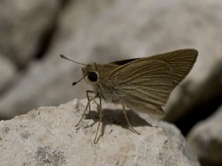 Nostrodamus (Gegenes nostrodamus )