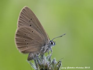 Esmer Korubeni (Phengaris nausithous)