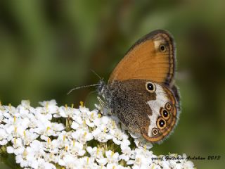 Funda Zpzp Perisi (Coenonympha arcania)