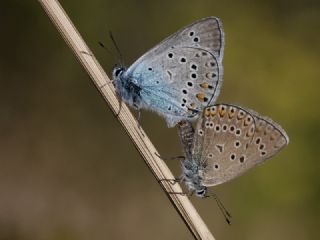 okgzl Amanda (Polyommatus amandus)
