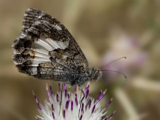 Anadolu Kzlmelei (Hipparchia pellucida)