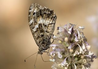 Step Cads (Chazara anthe)