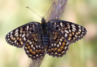 Benekli Byk parhan (Melitaea phoebe)