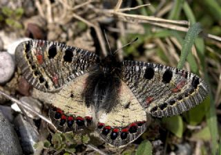 Yalanc Apollo (Archon apollinus)