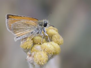 Siyah Antenli Zpzp (Thymelicus lineolus)