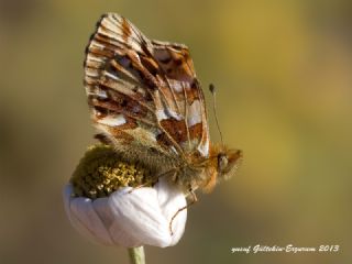 Balkan Meneke Kelebei (Boloria graeca)