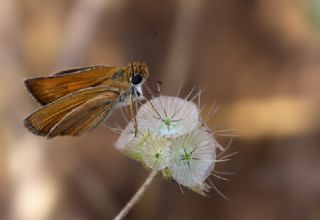 Sar Lekeli Zpzp (Thymelicus acteon)