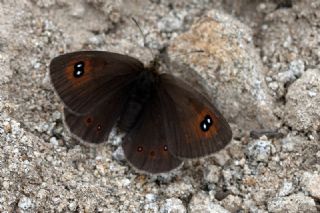 Harem G�zelesmeri&nbsp;(Erebia&nbsp;ottomana)