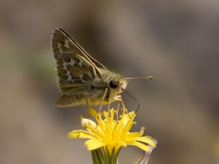 Gm Benekli Zpzp (Hesperia comma)