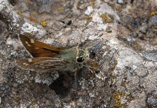Gm Benekli Zpzp (Hesperia comma)