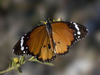 Sultan (Danaus chrysippus)