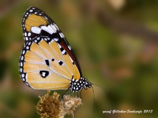 Sultan (Danaus chrysippus)