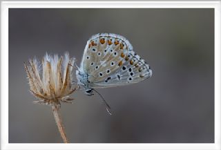 okgzl Gk Mavisi (Polyommatus bellargus)