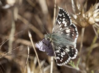 Gzel Zpzp (Pyrgus cinarae)
