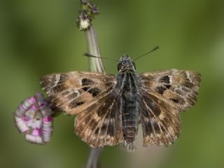 Hatmi Zpzp (Carcharodus alceae)