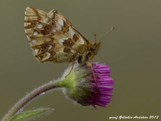 Kafkas Meneke Kelebei (Boloria caucasica)