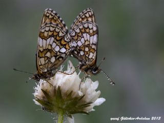 Kafkasyal Amannisa (Mellicta  caucasogenita)