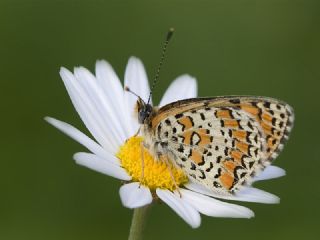 Hatayl parhan (Melitaea collina)