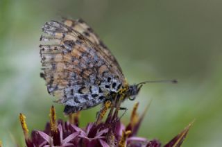 Hatayl parhan (Melitaea collina)