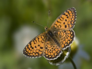 Hatayl� �parhan&nbsp;(Melitaea&nbsp;collina)