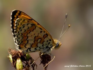 Kafkasyal parhan (Melitaea interrupta)