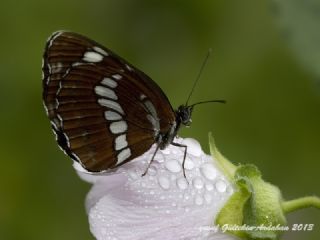 Szlen Karakz (Neptis rivularis)