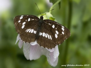 Szlen Karakz (Neptis rivularis)