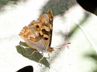 Anadolu ehzadesi (Thaleropis ionia)