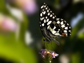 Nusaybin Gzeli (Papilio demoleus)