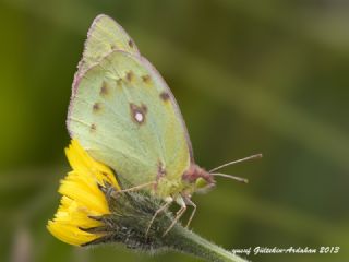 Turan Azameti (Colias thisoa)