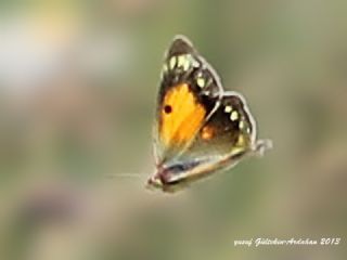 Turan Azameti (Colias thisoa)