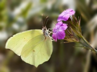 Anadolu Orakkanad (Gonepteryx farinosa)