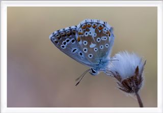 okgzl Gk Mavisi (Polyommatus bellargus)