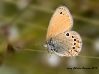 Rus Zpzp Perisi (Coenonympha leander)