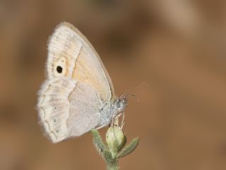 ran Zpzp Perisi (Coenonympha saadi)