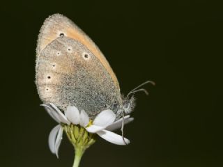 Kafkasya Zpzp Perisi (Coenonympha symphita)